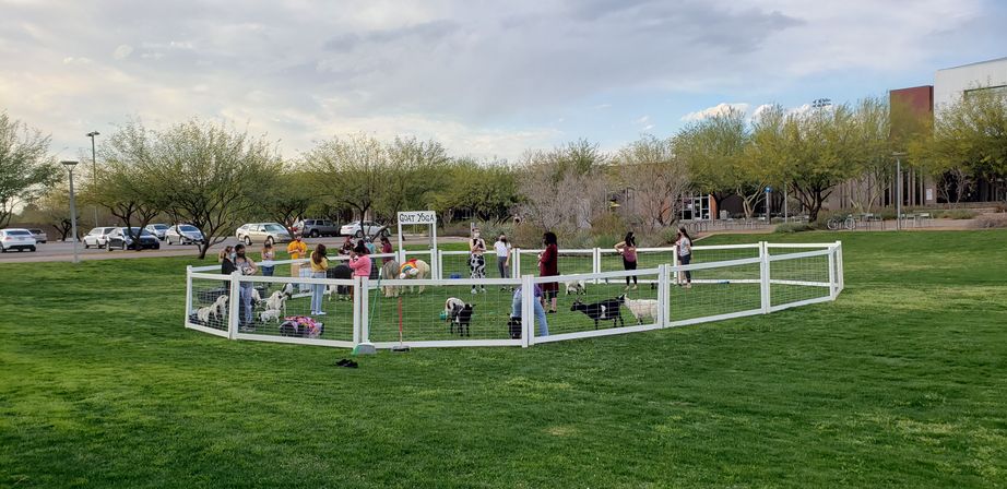 Outdoor goat yoga class in a white-fenced pen on a green park lawn, participants on mats with small goats under a cloudy sky