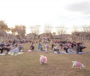 Outdoor goat yoga class in a suburban community park at sunset — dozens on mats practicing poses while costumed goats wander the grassy field.
