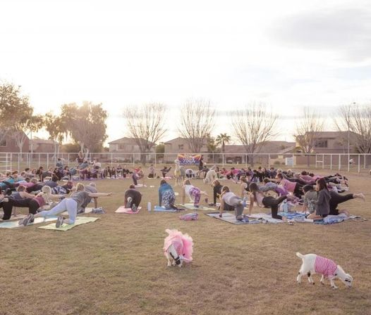 Outdoor goat yoga class in a suburban community park at sunset — dozens on mats practicing poses while costumed goats wander the grassy field.