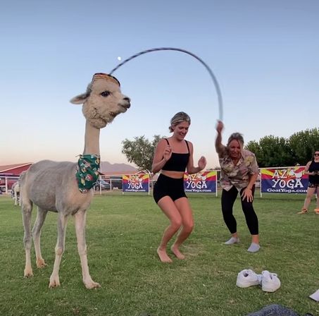 Alpaca wearing a festive bandana and tiny hat watches two women jump rope and laugh on a grassy field at sunset during an outdoor Arizona wellness event.