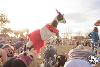 Outdoor goat yoga class at sunset in a park — a small goat wearing a red tutu, flower lei and pink party hat leaps onto participants holding yoga poses.