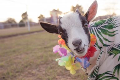 Close-up of a playful black-and-white baby goat wearing a colorful Hawaiian lei and tropical leaf blanket in a grassy field at sunset
