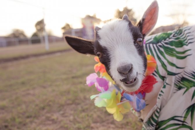Close-up of a playful black-and-white baby goat wearing a colorful Hawaiian lei and tropical leaf blanket in a grassy field at sunset