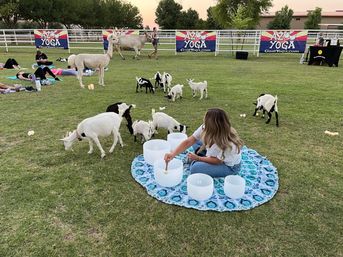 Participant seated on a round patterned blanket playing crystal singing bowls during an outdoor goat yoga class on a grassy Arizona field with adult and baby goats playfully wandering nearby.
