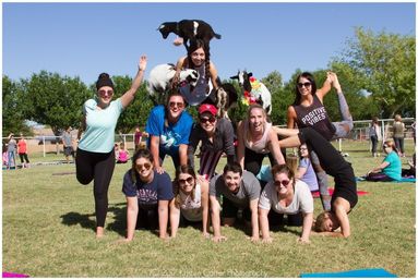 Outdoor goat yoga in a sunny park: a smiling group forms a three-level human pyramid on grass with small goats perched on shoulders and heads against a blue sky and trees.