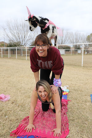 Two women practicing outdoor goat yoga on a grassy field as a small black-and-white goat in a pink unicorn costume stands on a woman's back
