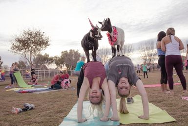 Two yoga participants in inverted poses with small goats balancing on their backs—one wearing a party hat, one a lei—during an outdoor community goat yoga class in a park at sunset, with other mats and people in the background.