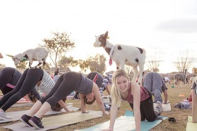 Outdoor goat yoga class in a park: group on mats practicing poses while small goats climb on participants' backs, smiling participant in foreground with a spotted goat wearing a red tie.