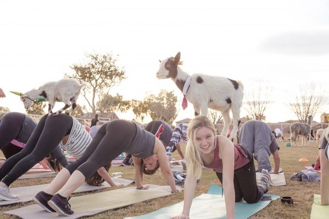 Outdoor goat yoga class in a park: group on mats practicing poses while small goats climb on participants' backs, smiling participant in foreground with a spotted goat wearing a red tie.
