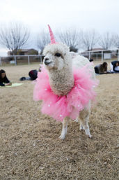 Fluffy white alpaca dressed as a pink unicorn with a tulle pink tutu and matching horn, standing on a dry grass field with people blurred in the background.
