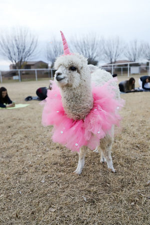 Fluffy white alpaca dressed as a pink unicorn with a tulle pink tutu and matching horn, standing on a dry grass field with people blurred in the background.