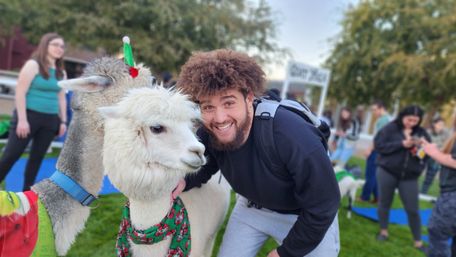 Smiling young man with backpack crouching to pet two alpacas wearing festive holiday accessories on a college campus lawn during an outdoor event