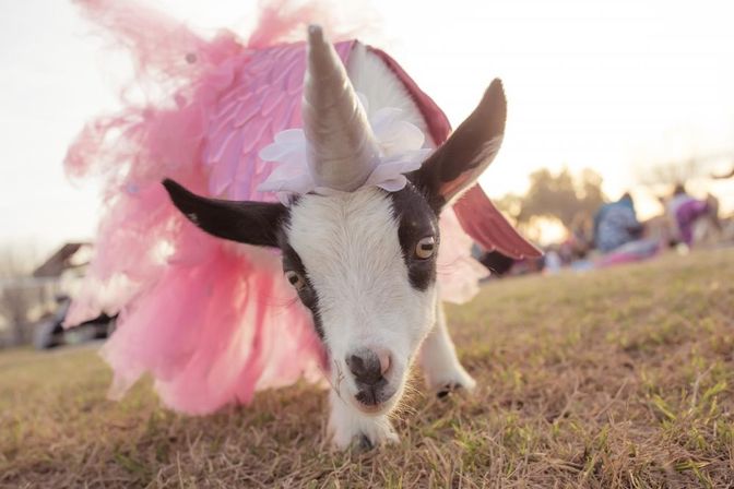 Close-up of a small goat wearing a silver unicorn horn and pink tutu, playfully walking on grass in a sunlit field at sunset.