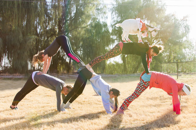 Sunlit outdoor goat yoga scene: four people forming a human pyramid on a grassy field with a small goat in a red outfit balancing on the top person's back.