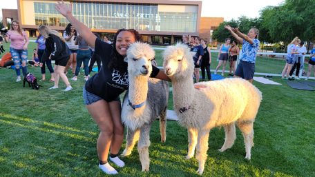Smiling student posing with two fluffy alpacas on a sunny college campus lawn during an outdoor student event with yoga mats and onlookers.