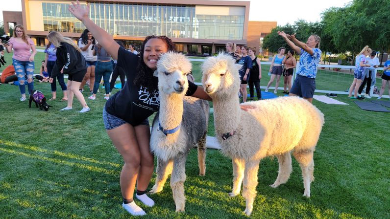 Smiling student posing with two fluffy alpacas on a sunny college campus lawn during an outdoor student event with yoga mats and onlookers.