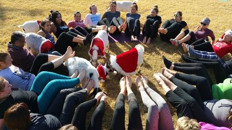 Outdoor goat yoga class in a sunny field: people seated in a circle with legs extended toward small goats wearing red Santa hats and festive coats