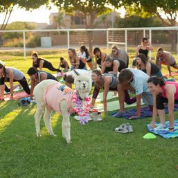 Alpaca wearing a pink shirt and flower lei standing on grass amid an outdoor group yoga class in a sunny community park, participants on mats stretching.