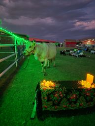 White cow tied to a fence under glowing green string lights at a dusk farm event on a grassy lawn, floral-covered table with candles in the foreground and red barns in the background.