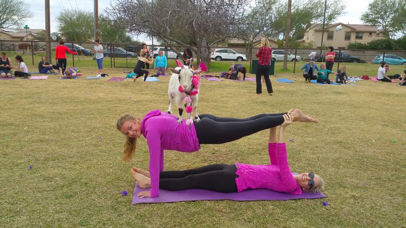 Two women in bright pink doing partner acro yoga on a purple mat while a small white goat with pink pom-pom accessories stands on their backs in a grassy community park during an outdoor goat yoga class