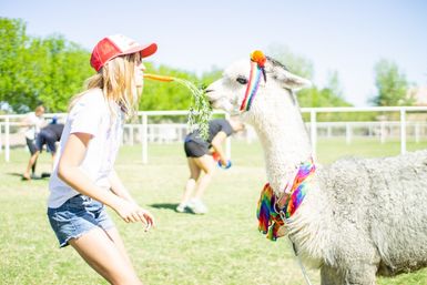 Girl in a red cap feeding a carrot to a white llama wearing rainbow accessories on a sunny grassy field, playful outdoor petting-zoo scene.