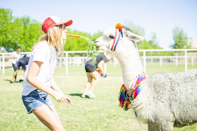 Girl in a red cap feeding a carrot to a white llama wearing rainbow accessories on a sunny grassy field, playful outdoor petting-zoo scene.