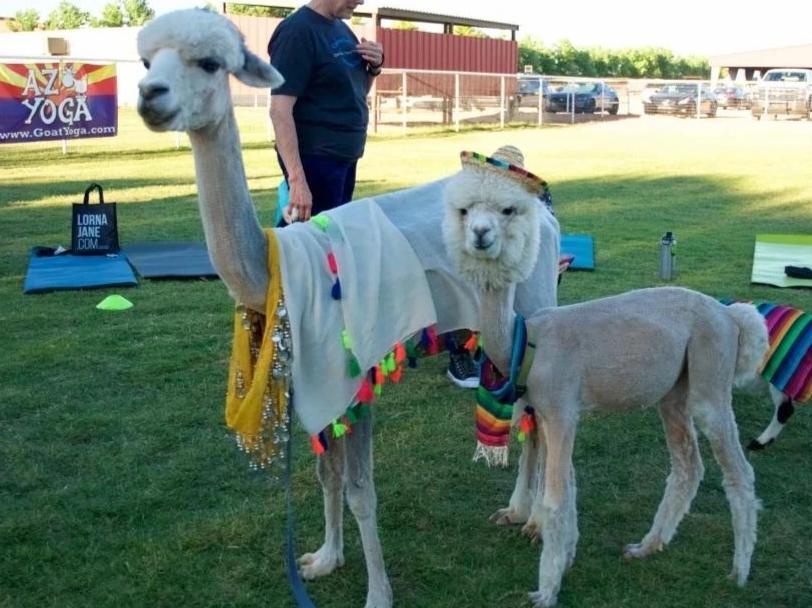Two freshly shorn alpacas wearing colorful serapes and a small sombrero standing on grass at an outdoor community event with yoga mats in the background.