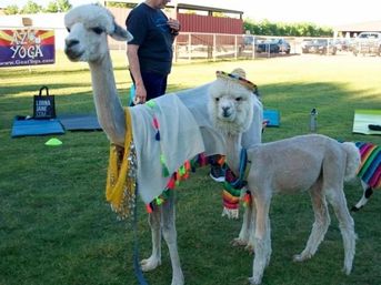 Two freshly shorn alpacas wearing colorful serapes and a small sombrero standing on grass at an outdoor community event with yoga mats in the background.