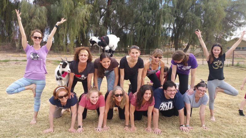 Group goat yoga outdoors: people forming a playful human pyramid on a grassy field with small goats climbing on top and trees in the background