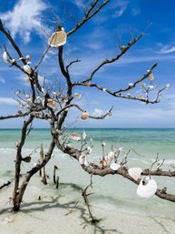 Driftwood tree adorned with white seashells on a sunlit tropical beach with shallow turquoise water and a clear blue sky