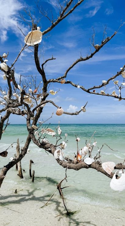 Driftwood tree adorned with white seashells on a sunlit tropical beach with shallow turquoise water and a clear blue sky