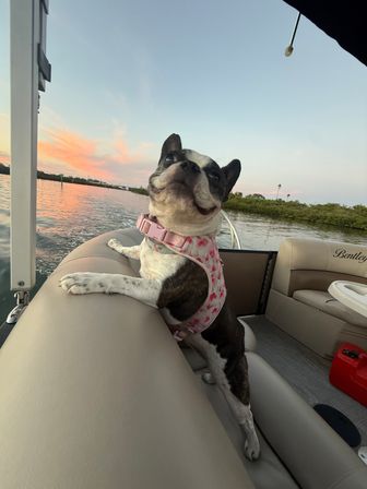 Small black-and-white dog in a pink floral harness standing on a pontoon boat seat, leaning on the railing and enjoying a pastel sunset over a calm coastal waterway with mangroves.