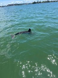 Playful dolphin swimming at the surface of a turquoise bay with boats and a sunny shoreline in the distance.