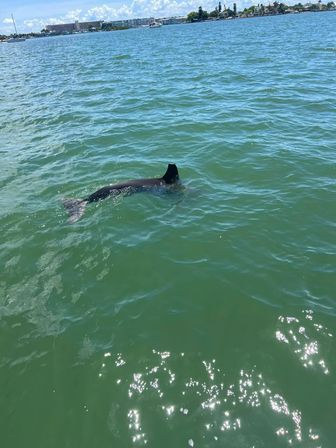 Playful dolphin swimming at the surface of a turquoise bay with boats and a sunny shoreline in the distance.