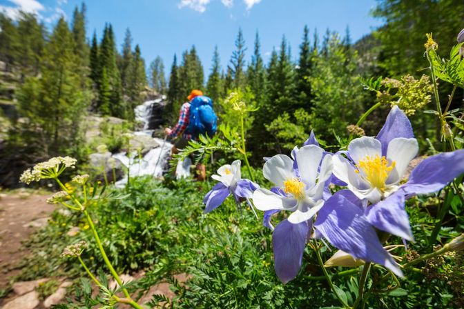 Vibrant purple-and-white wildflowers in the foreground of a sunlit mountain trail, with a hiker in an orange hat and blue backpack blurred near a cascading waterfall and pine forest