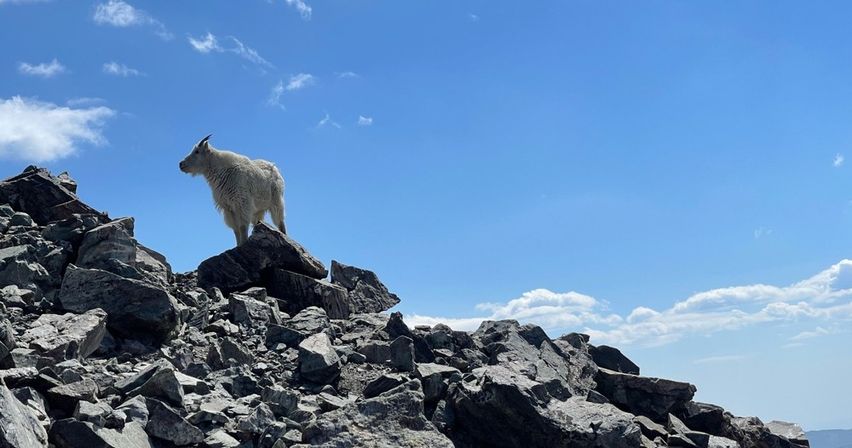 White mountain goat standing on jagged alpine rocks at a sunlit mountaintop under a clear blue sky with scattered clouds