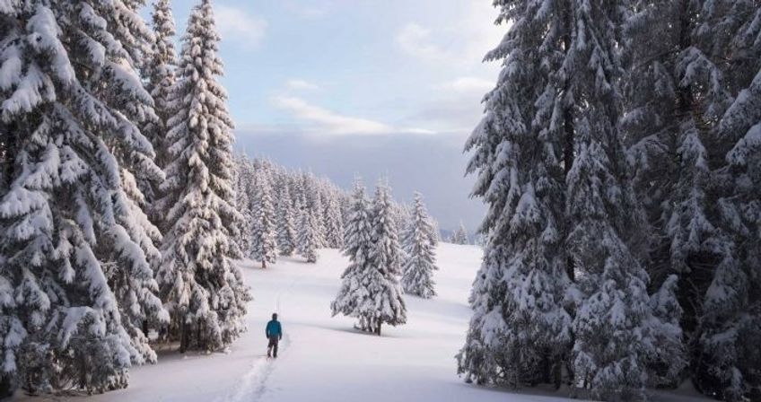 Lone hiker in a blue jacket walking a snowy trail through towering, snow-covered fir trees in a serene alpine winter landscape