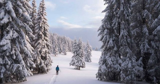 Lone hiker in a blue jacket walking a snowy trail through towering, snow-covered fir trees in a serene alpine winter landscape