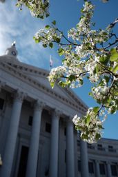 White spring blossoms in the foreground framing a stately neoclassical civic building with tall columns and a clock tower against a bright blue sky.