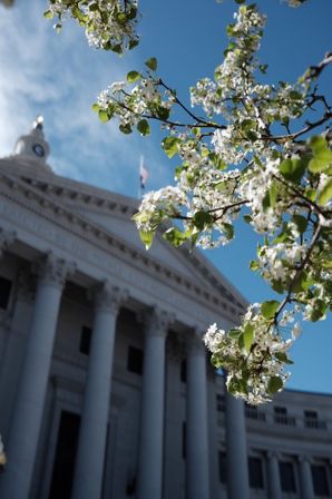 White spring blossoms in the foreground framing a stately neoclassical civic building with tall columns and a clock tower against a bright blue sky.