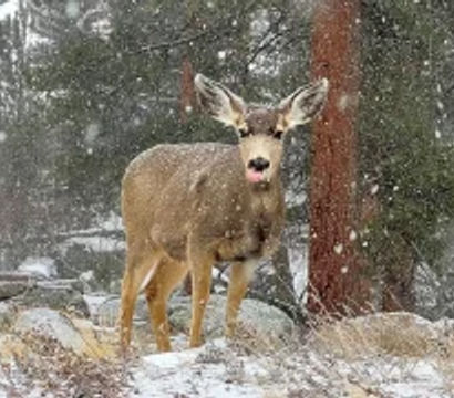 Curious deer in a snowy pine forest—winter wildlife scene with large snowflakes falling around frosty ground and tree trunks.