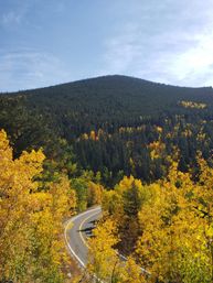 Scenic winding mountain road curving through golden aspen fall foliage and dense pine forest beneath a clear blue sky