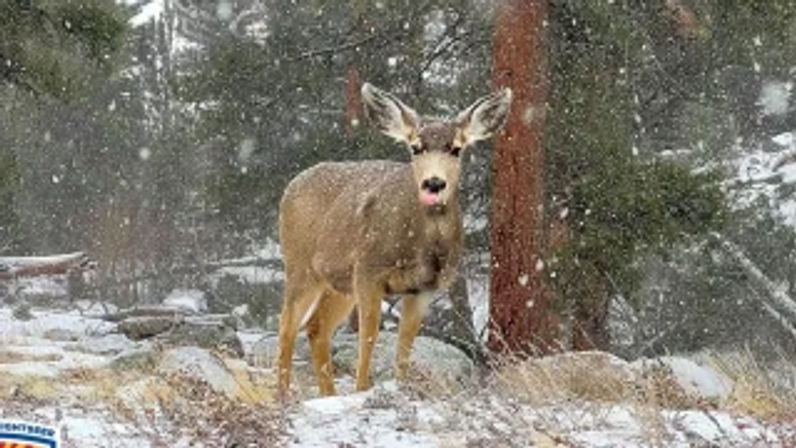 Deer in a snowy pine forest during a winter snowfall, standing on rocky grass with its tongue out — mountain winter wildlife scene.