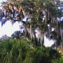 Spanish moss-draped live oak towering over lush palmetto palms in a sunlit Southern U.S. coastal landscape