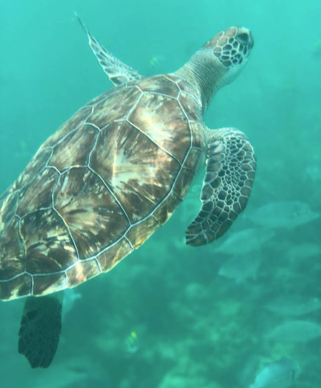 Close-up of a green sea turtle gliding over a tropical coral reef in turquoise water, showing its patterned shell and flippers.