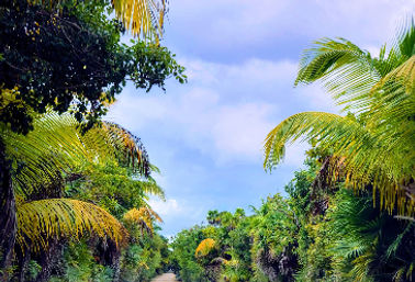 Sunlit tropical palm-lined path through dense green foliage under a bright blue, cloud-speckled sky — island nature trail.