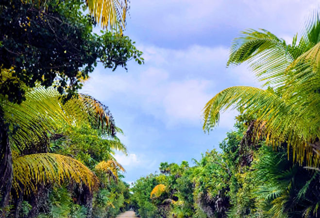 Sunlit tropical palm-lined path through dense green foliage under a bright blue, cloud-speckled sky — island nature trail.