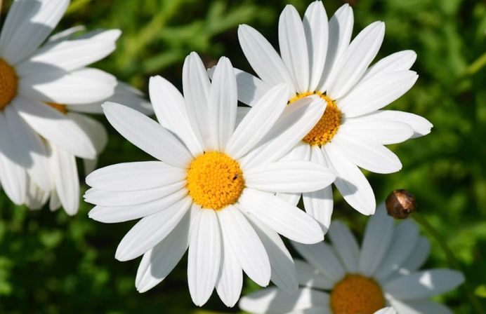 Close-up of white daisies with bright yellow centers clustered against a blurred green garden background