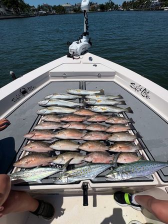 Bow of a saltwater skiff in an inshore bay with a fresh mixed catch neatly lined on the deck—rows of snappers, speckled trout and Spanish mackerel—with waterfront homes and calm water in the background.