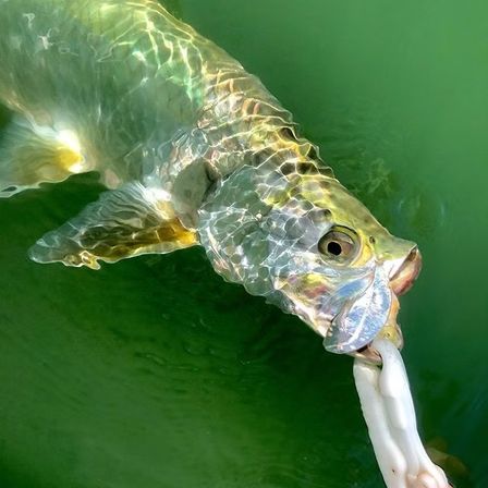 Shimmering silver tarpon at the water's surface hooked on a white soft-plastic lure, sunlight sparkling across large scales in green coastal water